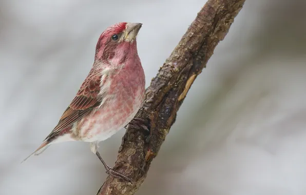 Bird, color, branch, feathers, beak