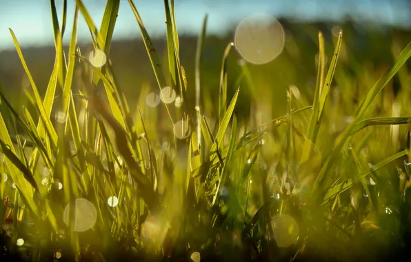 Picture greens, summer, drops, light, Rosa, color, glow, weed