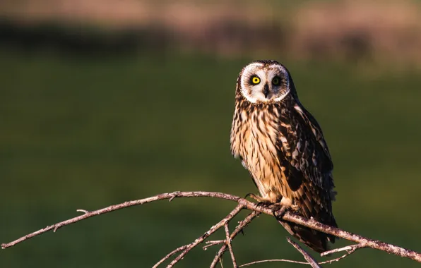Picture look, branches, Short-eared owl