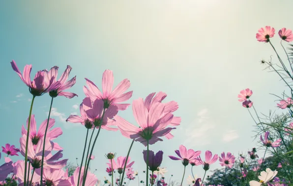 Picture field, summer, the sun, flowers, summer, pink, field, pink