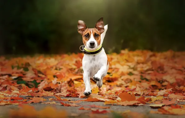 Autumn, dog, walk, fallen leaves, Jack Russell Terrier, Ekaterina Kikot