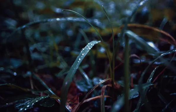 Autumn, grass, drops, Russia, dobraatebe