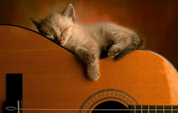 Cat, guitar, kitty