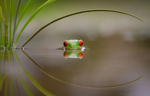 Water, sheet, lake, frog, bathing, green, red eyes, colorful