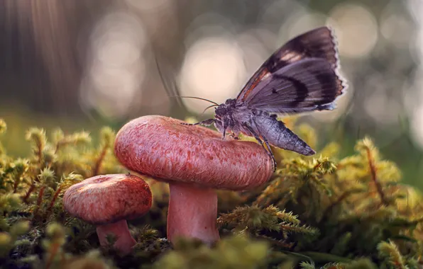 Macro, butterfly, mushrooms, moss, bokeh, mushrooms