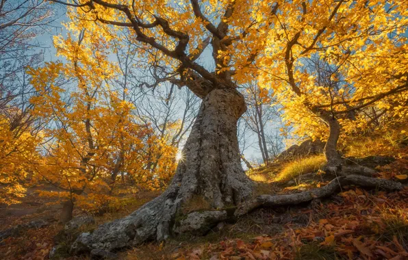 Picture trees, foliage, Golden autumn, autumn, forest