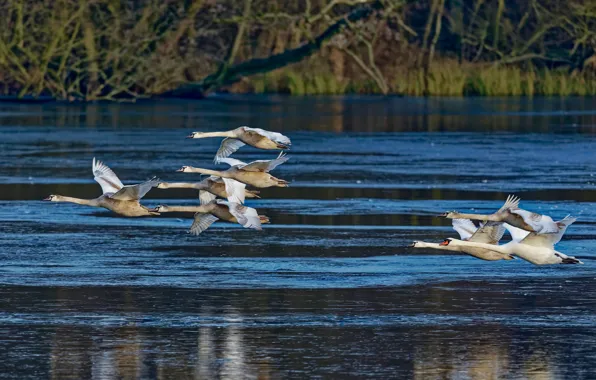 Picture flight, bird, shore, pack, white, swans, pond, a flock of swans