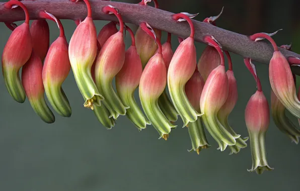 Flowers, plant, cactus, flowering