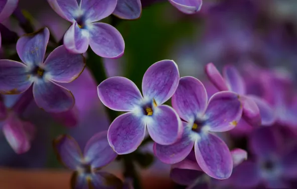 Macro, petals, lilac, inflorescence