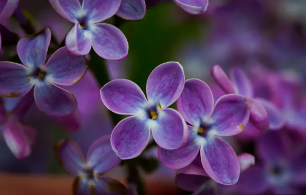 Picture macro, petals, lilac, inflorescence