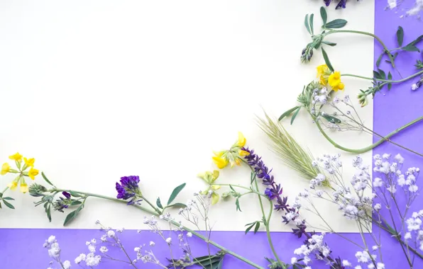 Flowers, field, yellow, flowers, purple, frame