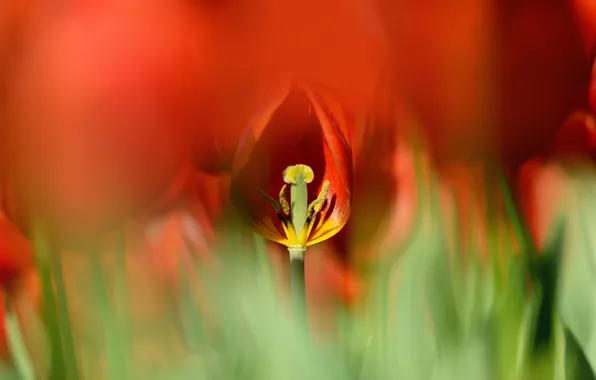 Flowers, blur, spring, stamens, tulips, red, pistil, bokeh
