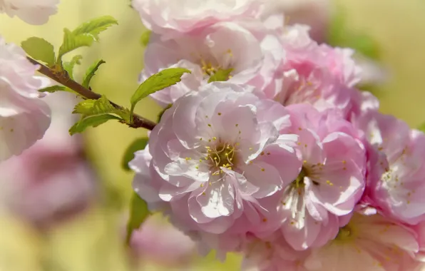 Flowers, nature, holiday, beauty, spring, may, flowering, almonds