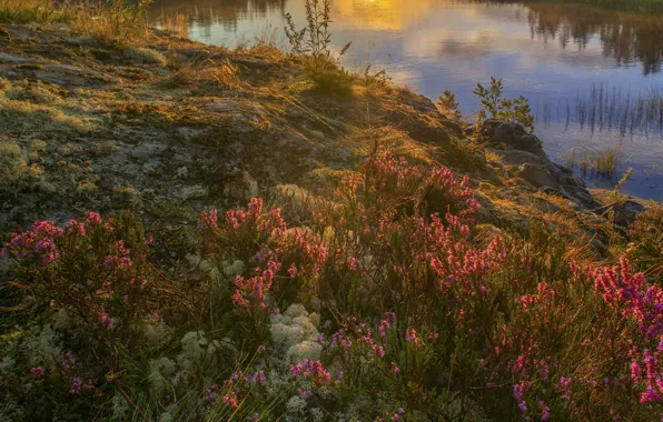 Picture the sun, rays, landscape, nature, lake, stones, vegetation, moss