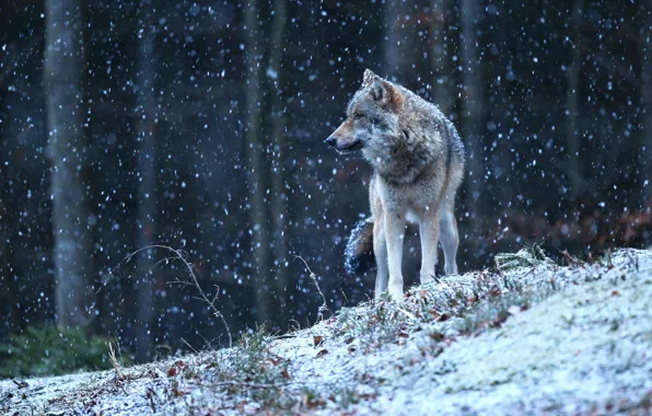 Winter, forest, look, snow, wolf, snowfall