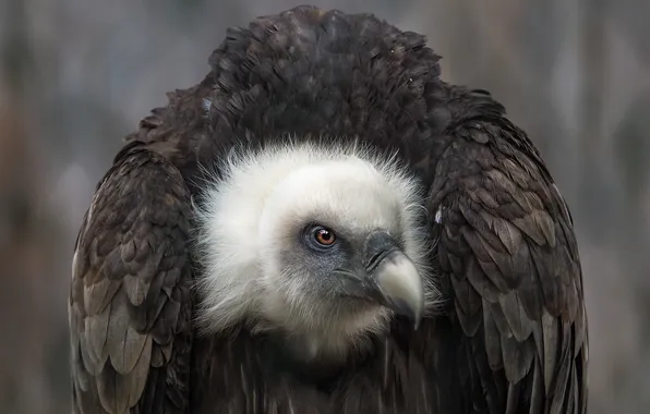 Look, pose, bird, portrait, vulture, Grif