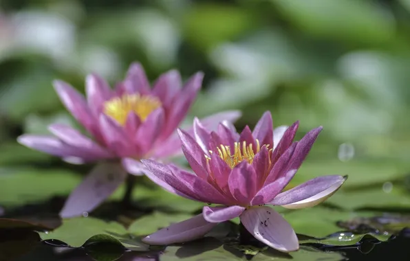 Leaves, water, flowers, Lily