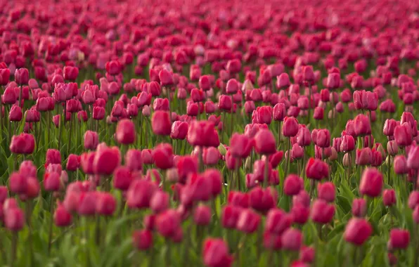 Field, flowers, tulips, pink, plantation