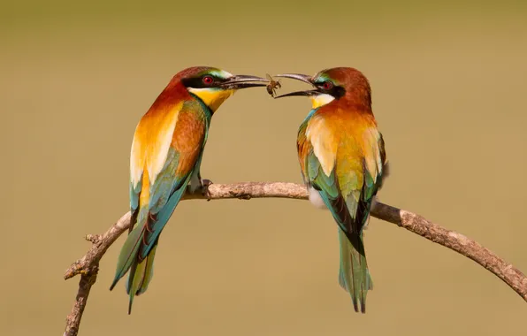 Picture birds, branch, European bee-eater