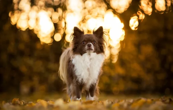 Picture dog, Chihuahua, bokeh, doggie