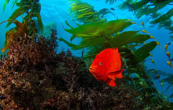 Picture algae, the ocean, fish, Garibaldi