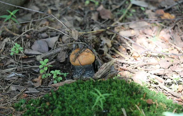 Forest, summer, macro, mushroom, moss, boletus, July, original