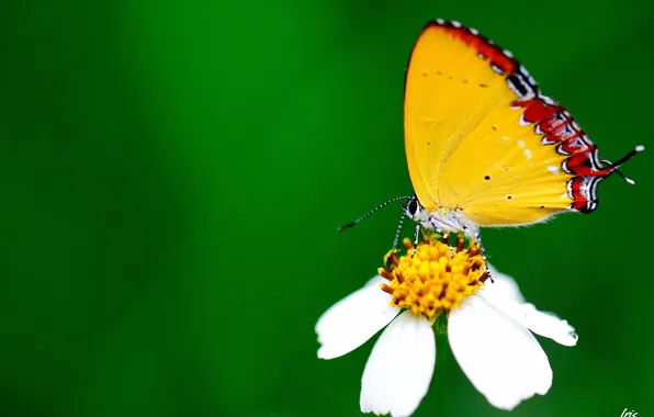 Picture white, flower, macro, butterfly, green background