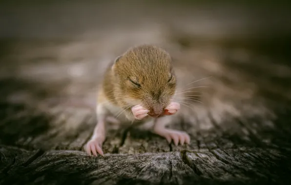 Picture nature, background, mouse