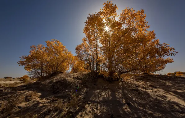 Picture autumn, rays, trees, hills