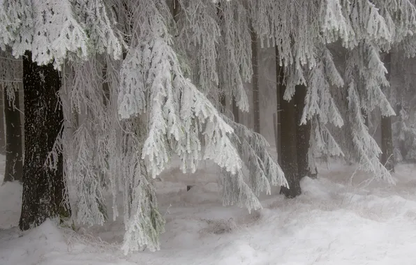 Winter, frost, forest, snow, nature, spruce