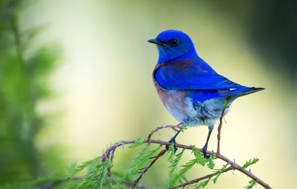 Background, bird, branch, needles, blue, Western sialia