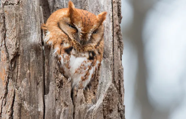 Picture tree, owl, bird, the hollow