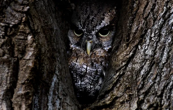 Tree, owl, bird, bark