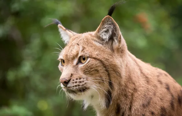Cat, face, lynx