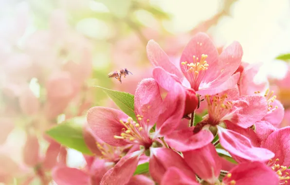 Picture bee, spring, Sakura, flowering