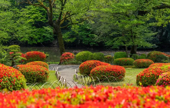 Trees, flowers, pond, Park, shore, spring, the fence, Asia