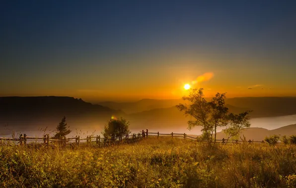 Nature, fog, morning