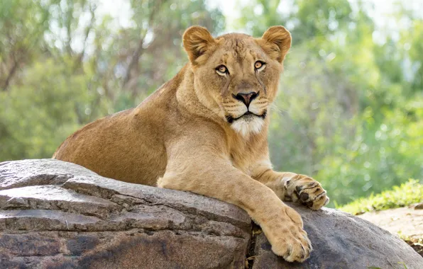 Picture look, face, nature, pose, stones, background, paws, beauty