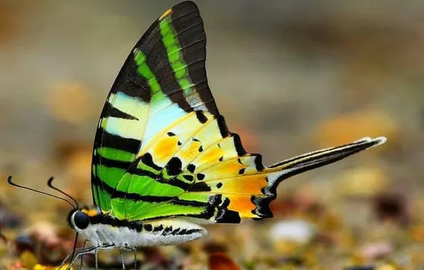 Microsemi, butterfly, wings, insect, beautiful, closeup