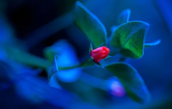 Picture leaves, macro, flowers, plant