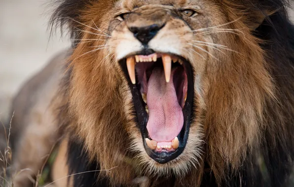 Lion, head, fury, teeth