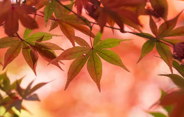 Autumn, leaves, macro, maple