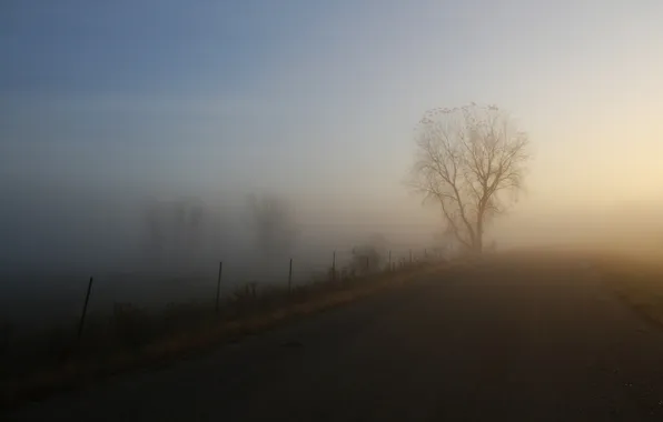 Road, trees, nature, the way, tree, landscapes, fogs