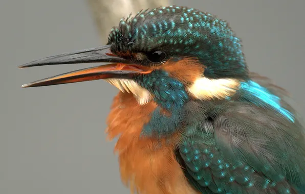 Eyes, bird, beak, tail, Kingfisher