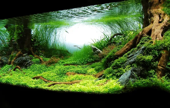Grass, water, fish, the roots of the tree, the bottom of the lake