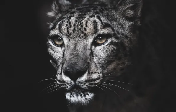 Picture portrait, IRBIS, snow leopard