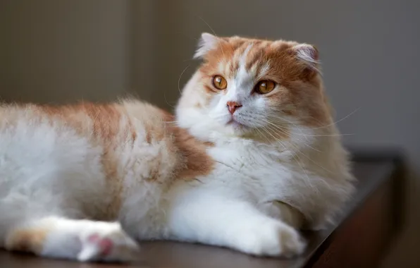 Cat, cat, background, fold, lies, beauty, white with red