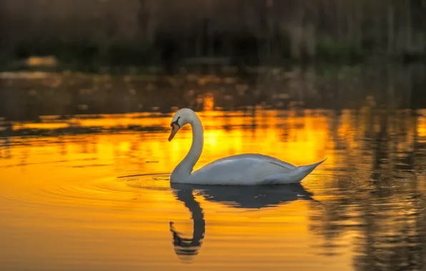 White, water, sunset, bird, Swan, mute