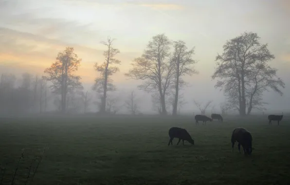 Field, autumn, the sky, trees, fog, sheep, pasture, haze