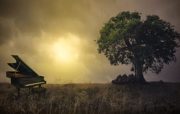 Field, nature, piano